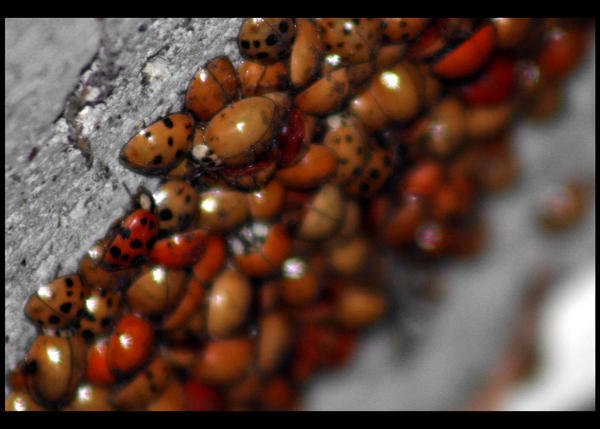 Lady Bug Sleepover