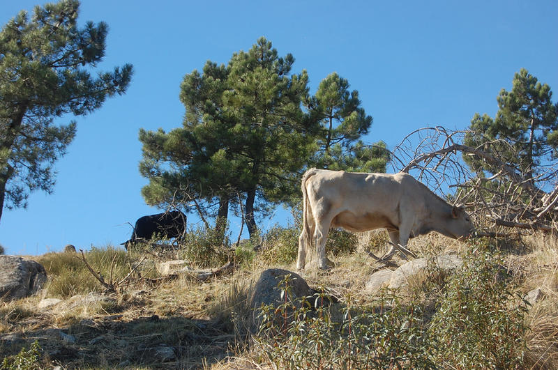 Ganado by Autodidacta on DeviantArt