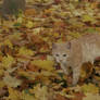 Autumn cat