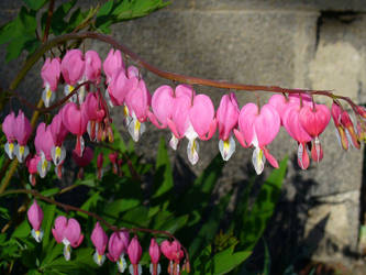 Bleeding Heart 1