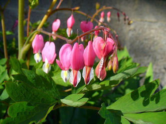 Bleeding Heart 2