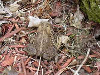Garden Toad 2