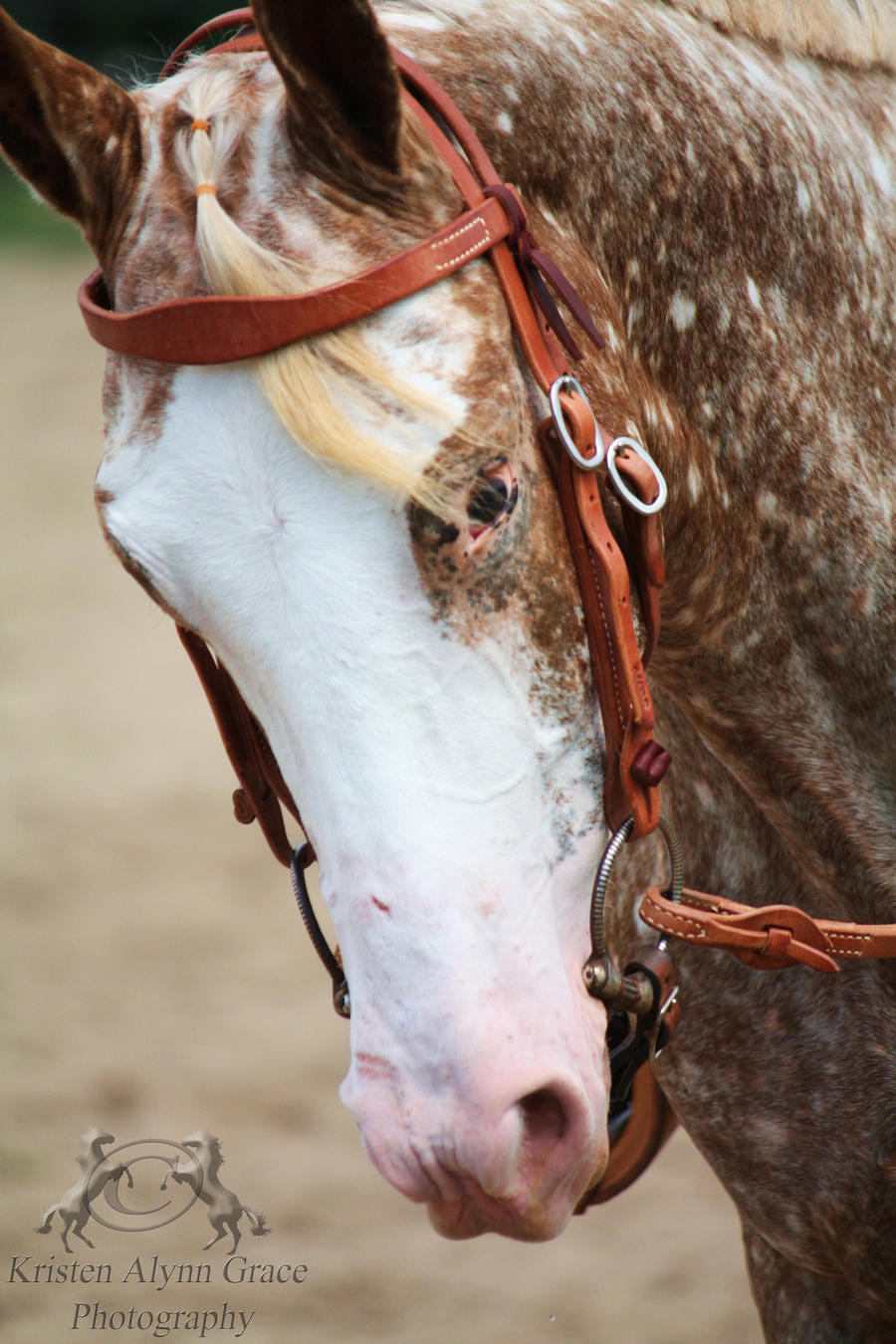 PCSC Aug 8 Horse Portrait 1