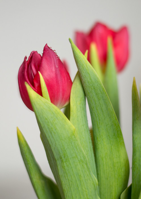 Tulips