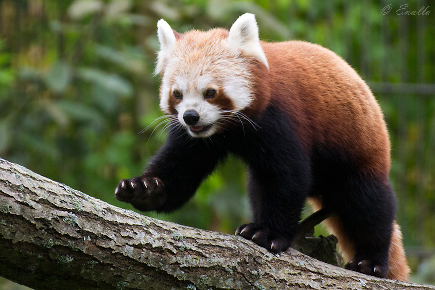 Little Climber