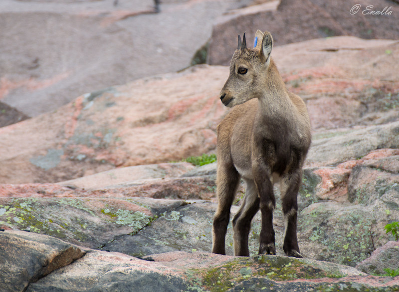 Young Alpine Ibex