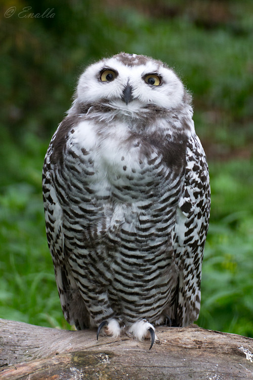 Young Snowy Owl