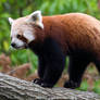 Red Panda