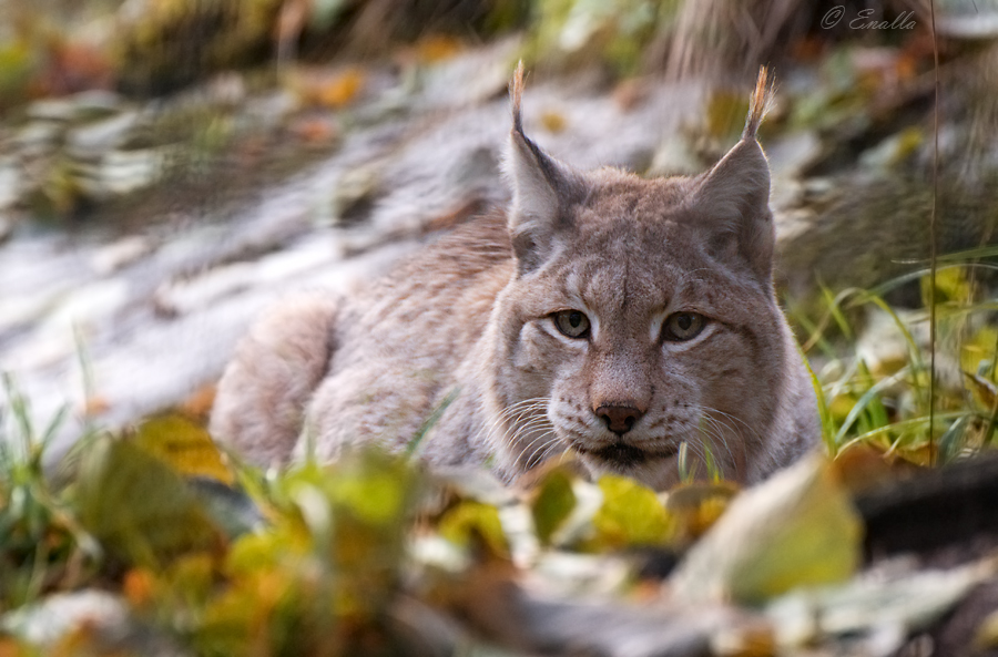 Autumn Lynx