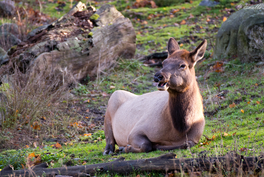 Happy Elk