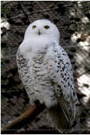 Snowy Owl by Enalla