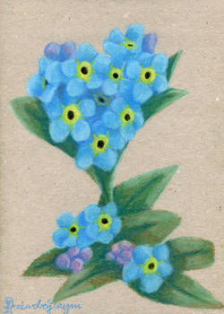 Explore The Best Forget Me Not Flower Art Deviantart Explore The Best Forget Me Not Flower Art Deviantart
