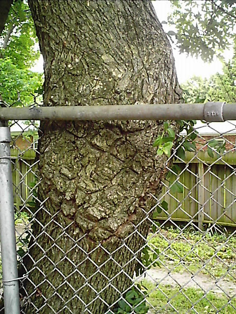 The Tree with TEETH by teh-pwned-toast on DeviantArt