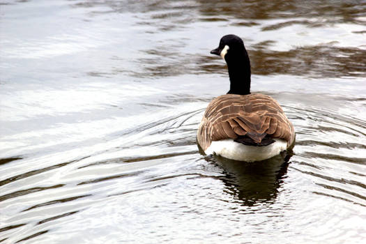 Swimming Away