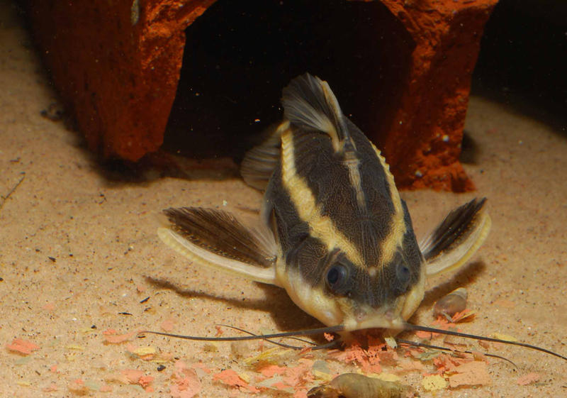 Raphael Catfish by Gobius on DeviantArt