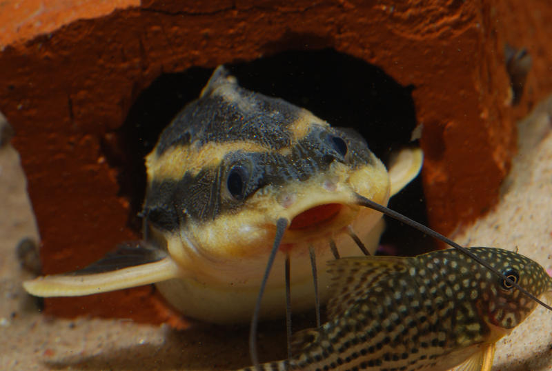 Platydoras and Corydoras