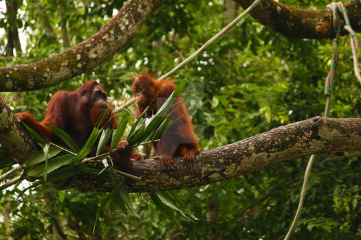 Mother and Son