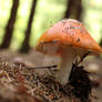 Mushroom - Romanian forest
