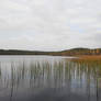 Lake in The Swamp