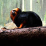 golden headed lion tamarin