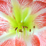 The Inside of a Amaryllis