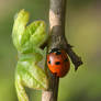 Lady Bug