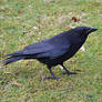 Crow
