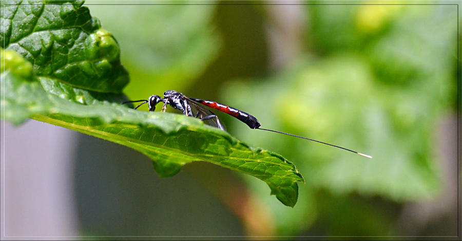 Frank Insect Insect by FrankAndCarySTOCK on DeviantArt