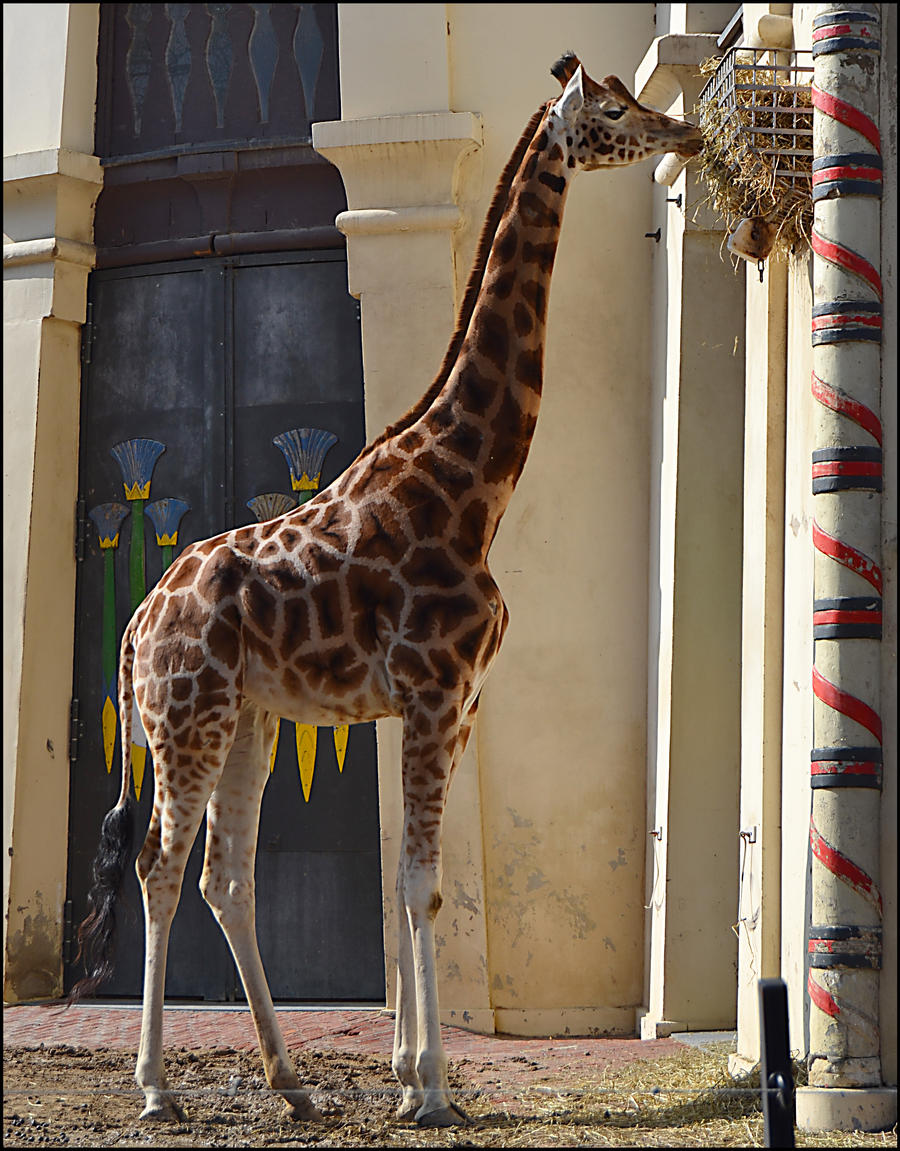 Giraffe