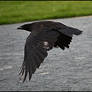 Crow