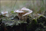 Mushroom Country by FrankAndCarySTOCK