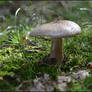 Mushroom3