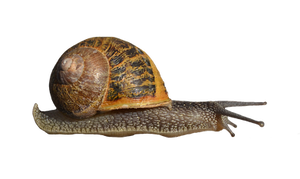 Snail by FrankAndCarySTOCK