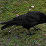 Black bird