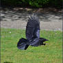 Crow