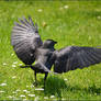 Jackdaw
