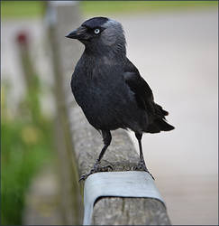 Jackdaw4