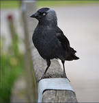 Jackdaw4