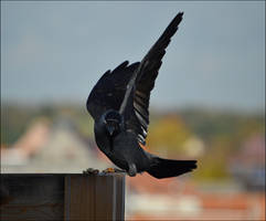 Jackdaw1