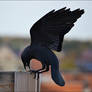 Jackdaw3