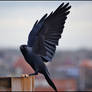 Jackdaw Wings