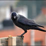 Jackdaw18 2013