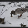 Feeding the Birds