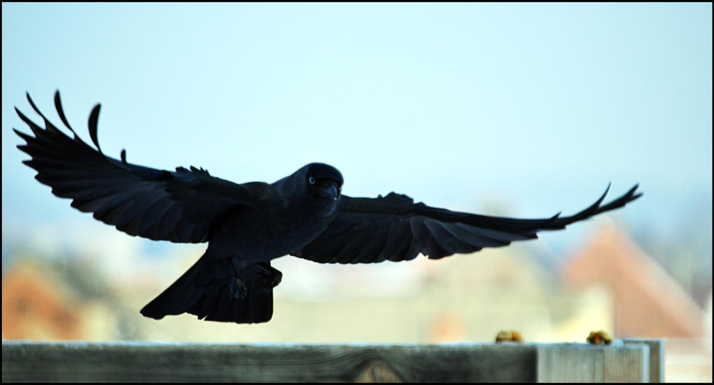 Wings11 2013 by FrankAndCarySTOCK