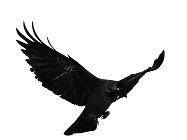 Jackdaw