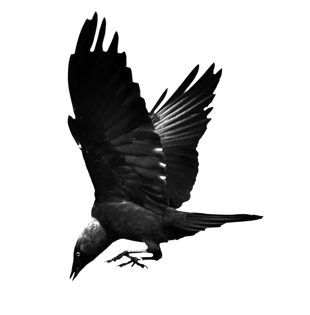 Jackdaw Stock