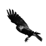 Jackdaw masked stock1