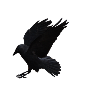 Jackdaw1 Masked Stock