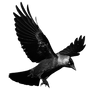 Jackdaw2