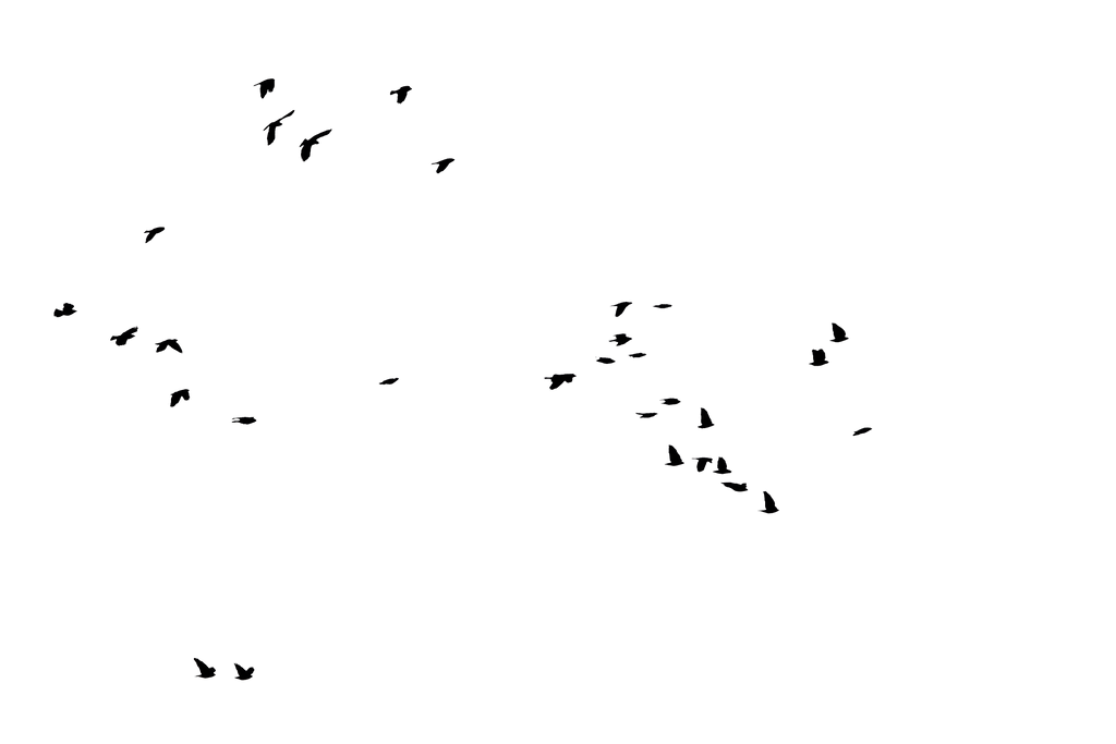 Bird Silhouette